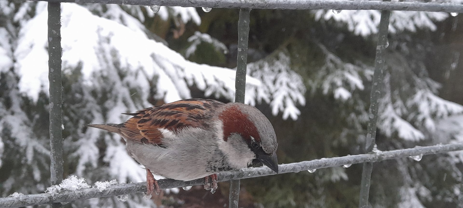 House sparrow (Passer domesticus)