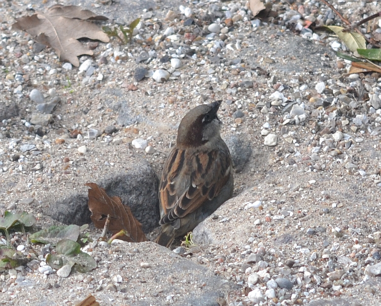 House sparrow sand bathing