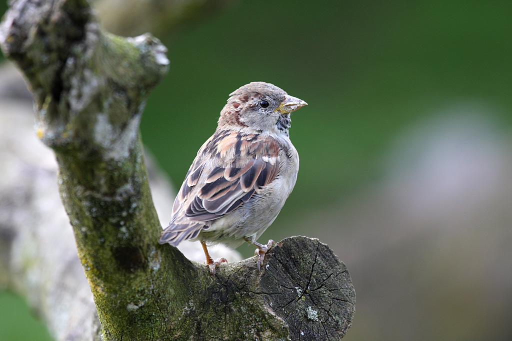 House Sparrow (wild) at Peak Wildlife Park