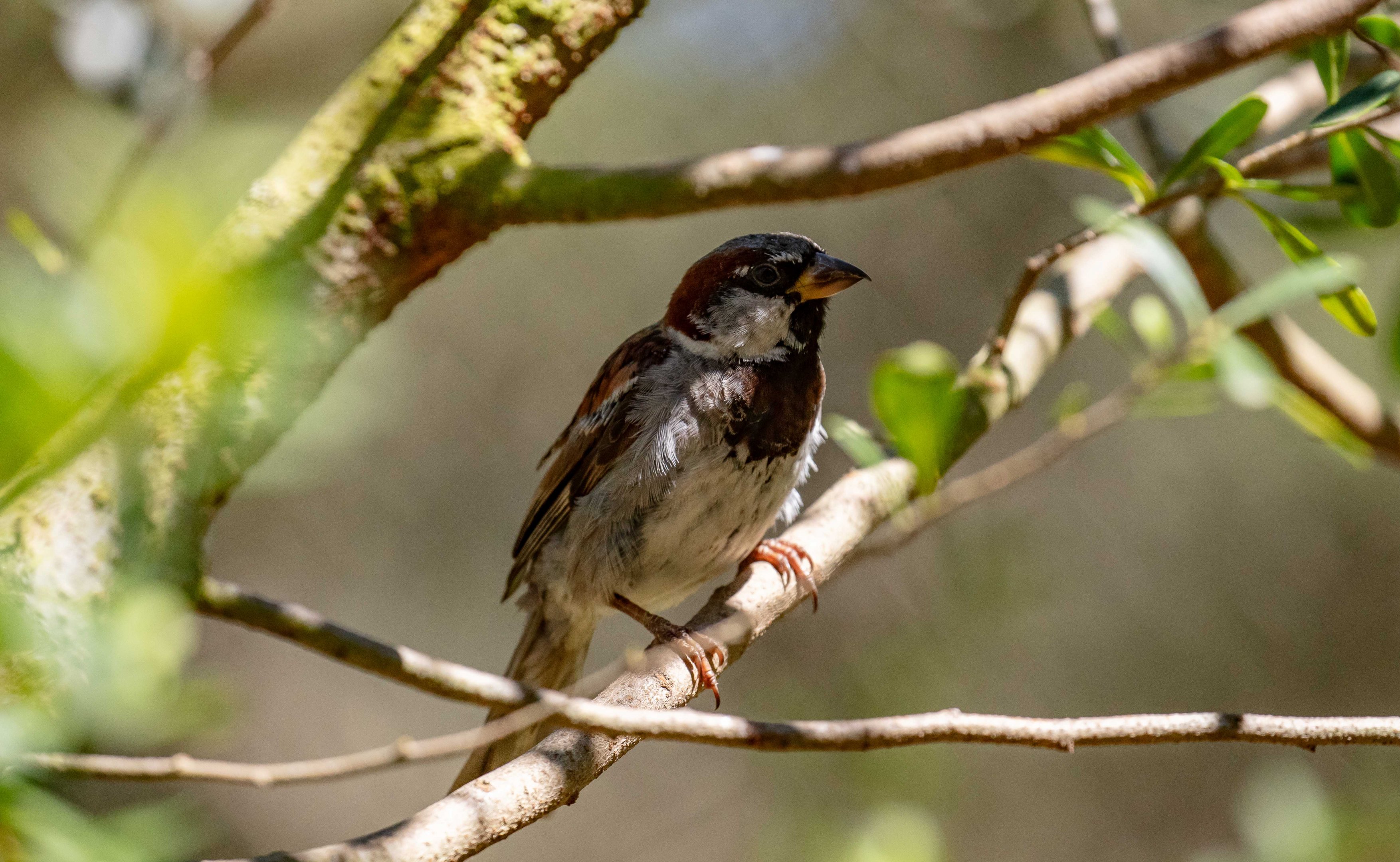 House Sparrow (wild bird)