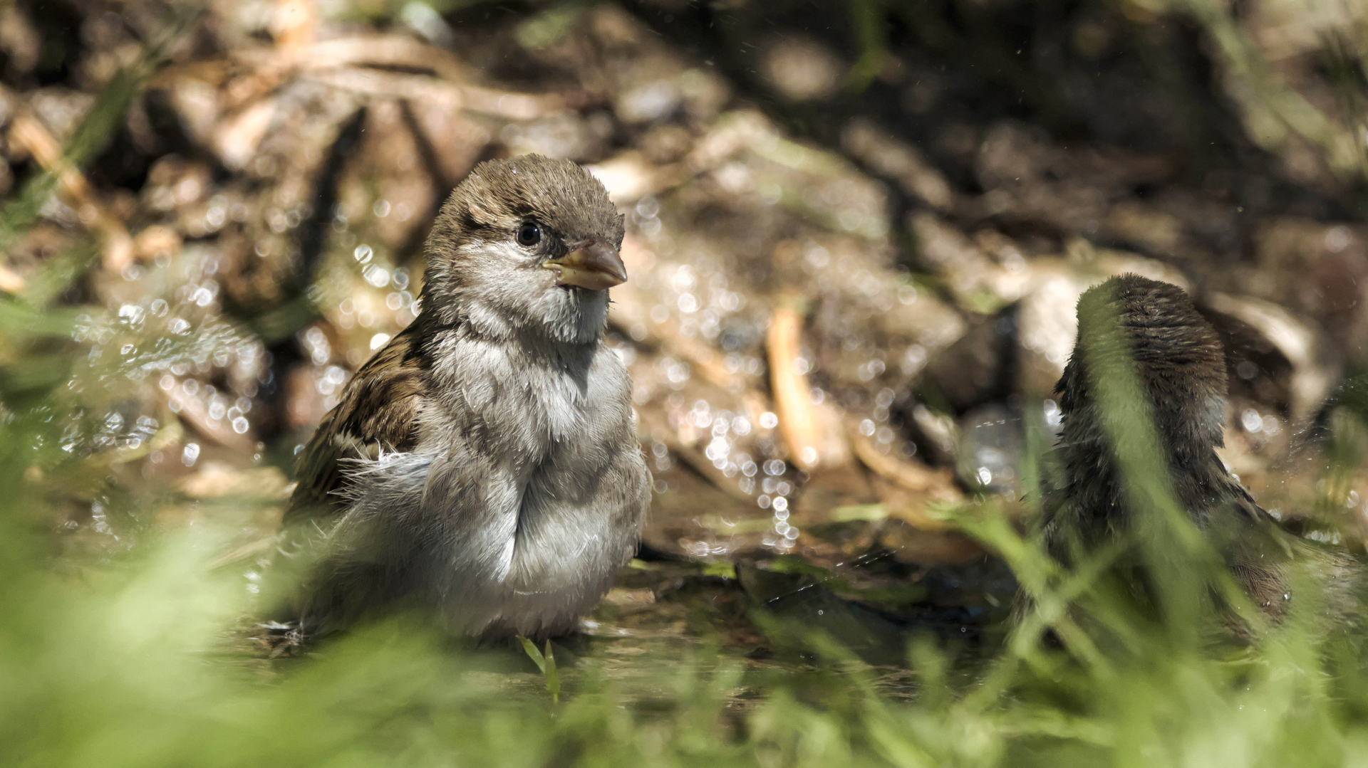 House sparrow (wild)