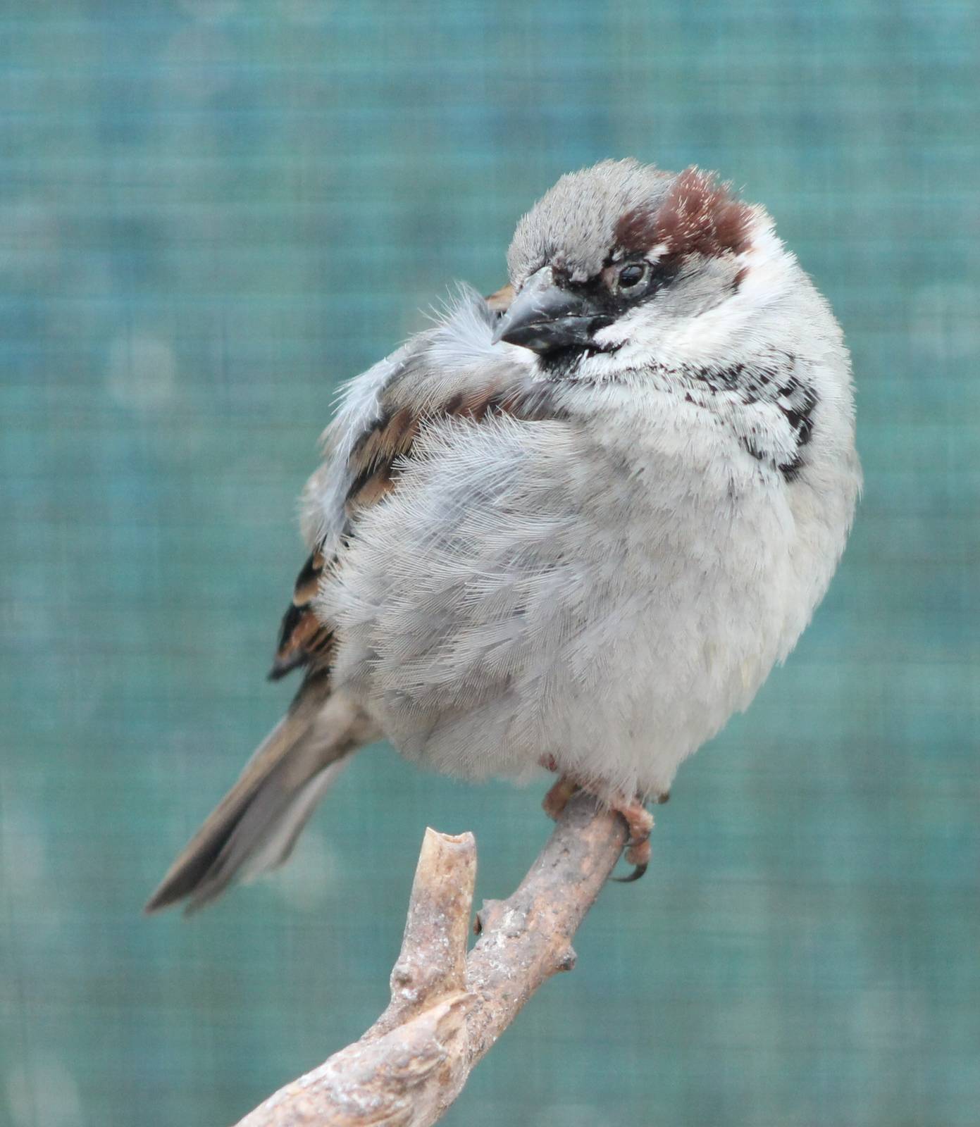 House sparrow