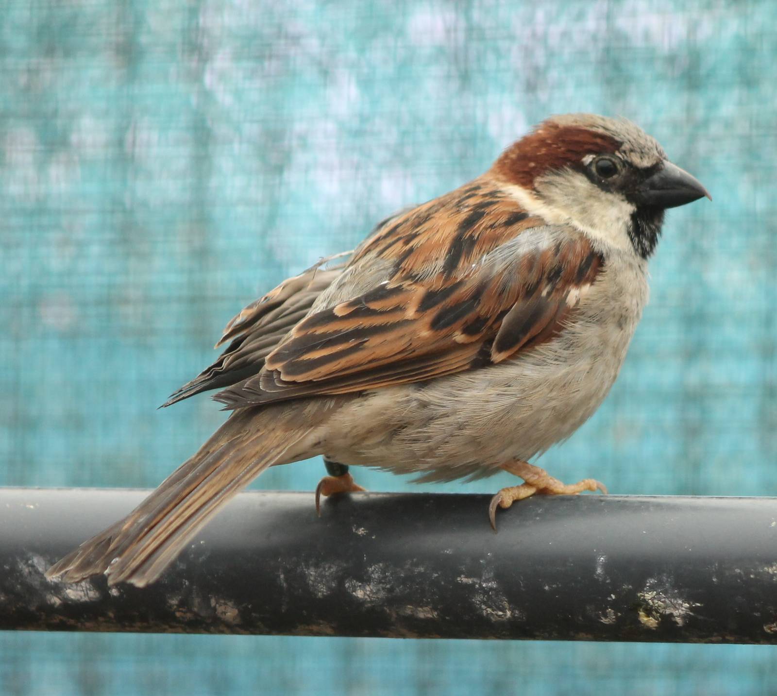 House sparrow