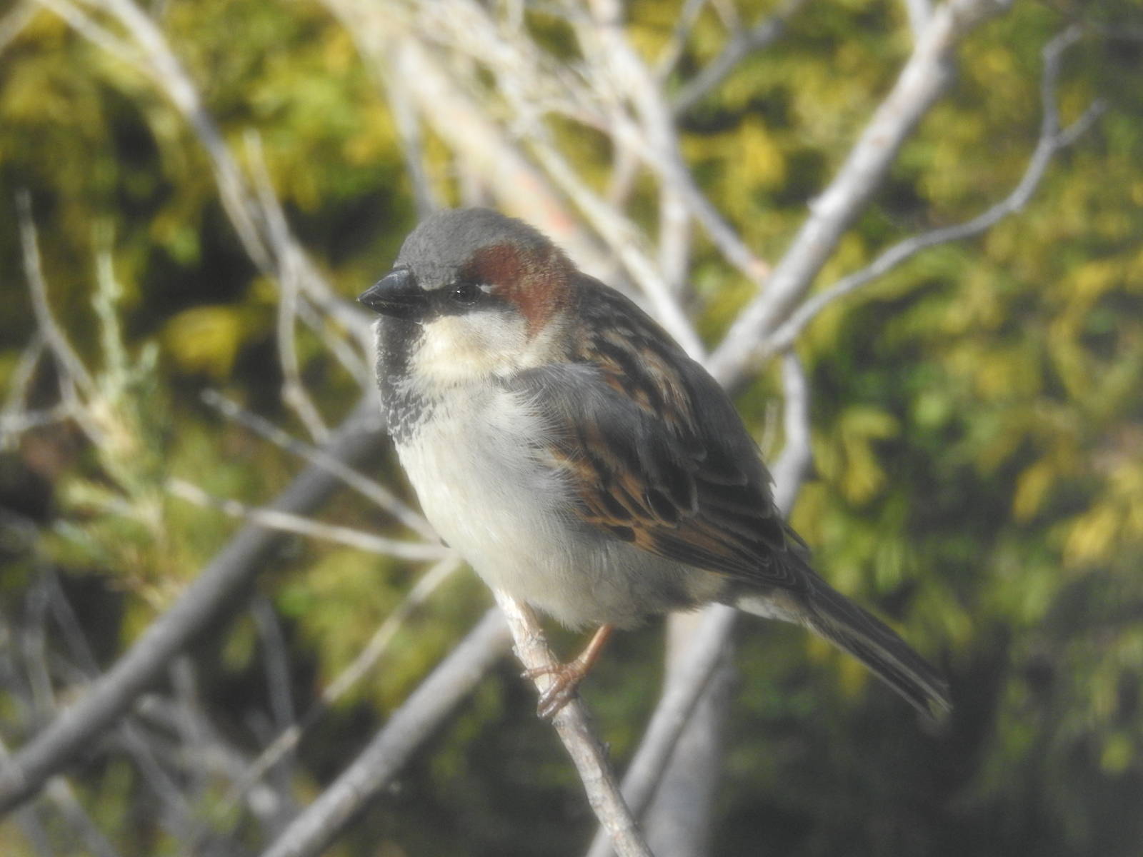 House Sparrow