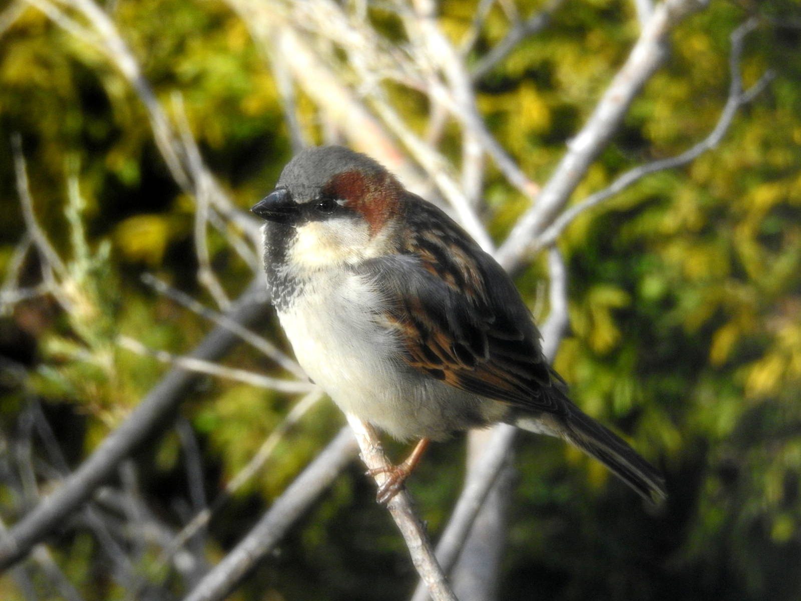 House Sparrow
