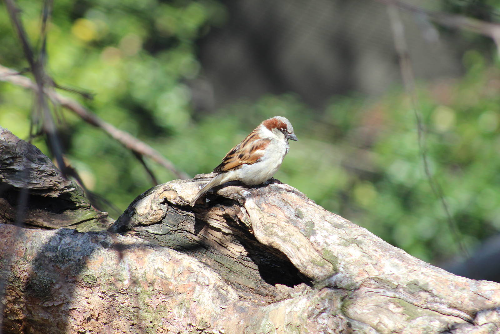 House Sparrow