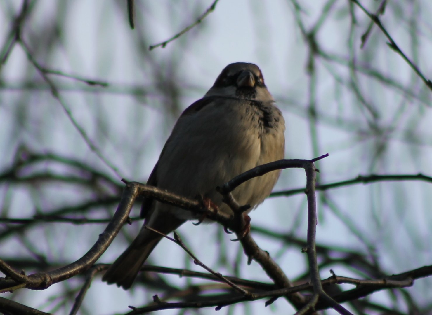 House sparrow