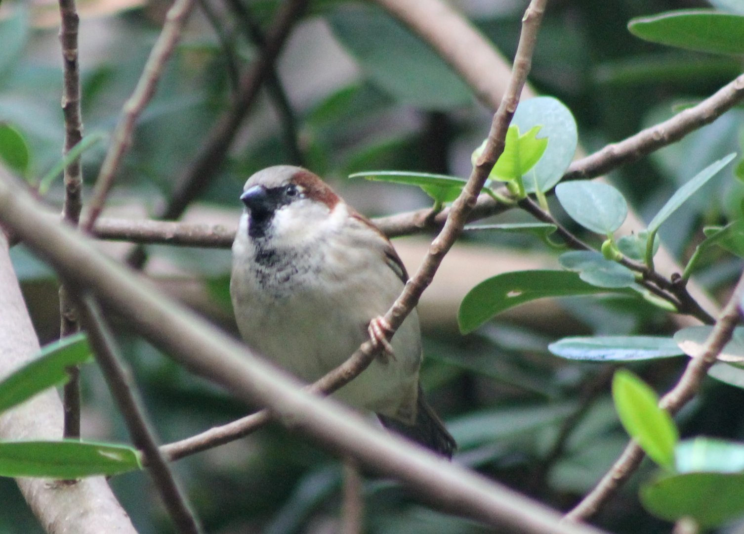 House sparrow