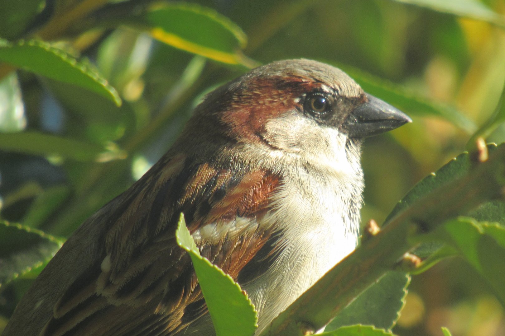 house sparrow