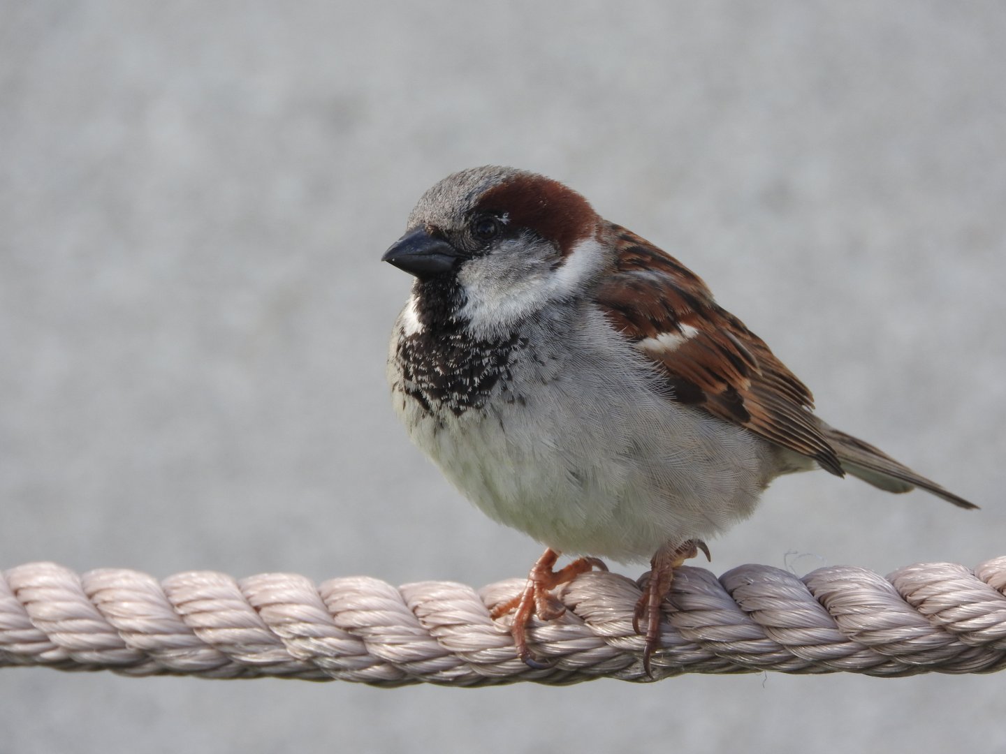House Sparrow