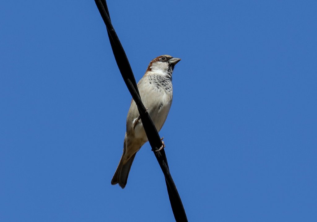 House Sparrow