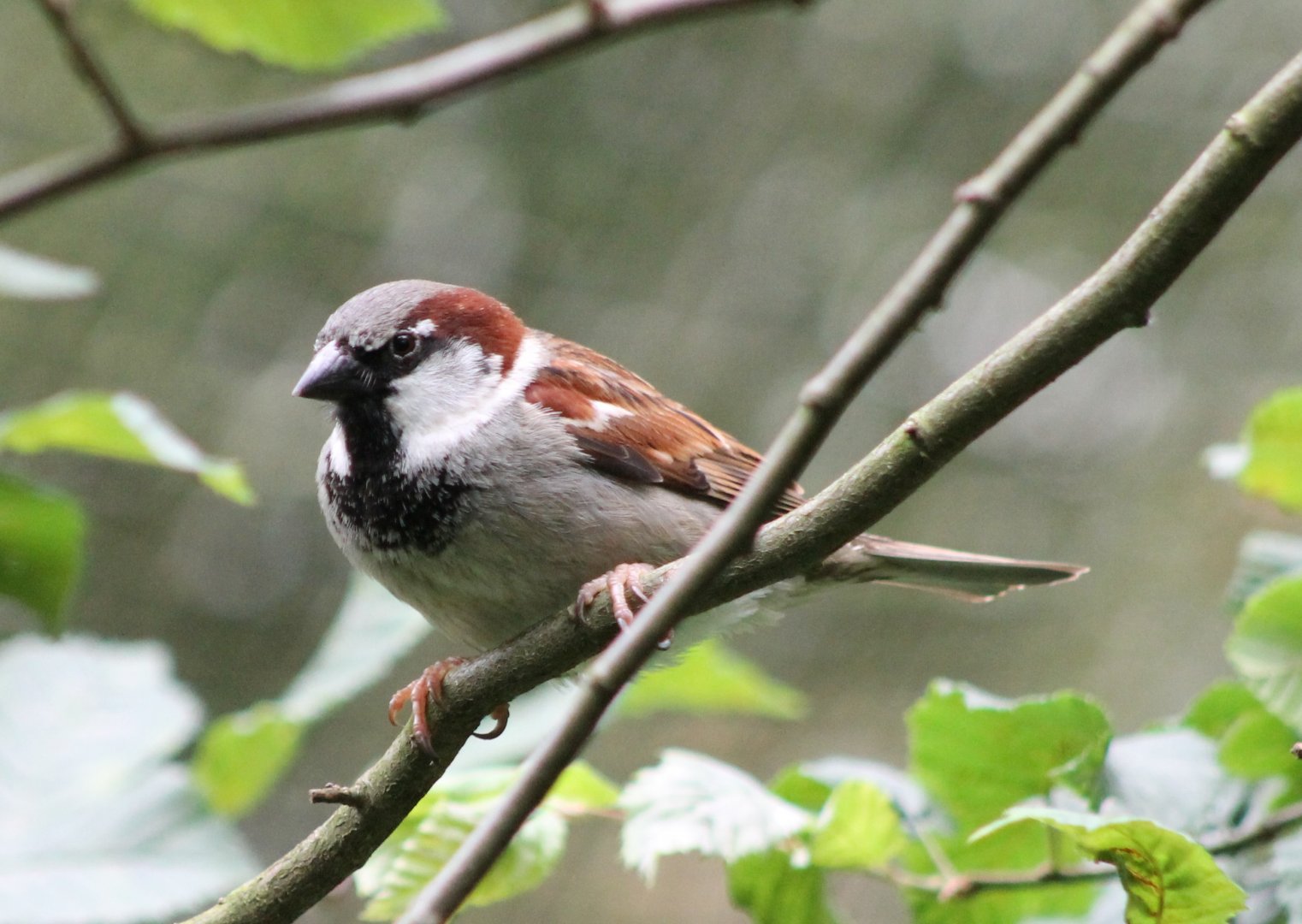 House sparrow
