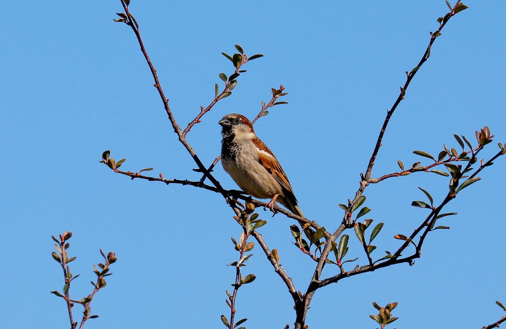 House Sparrow