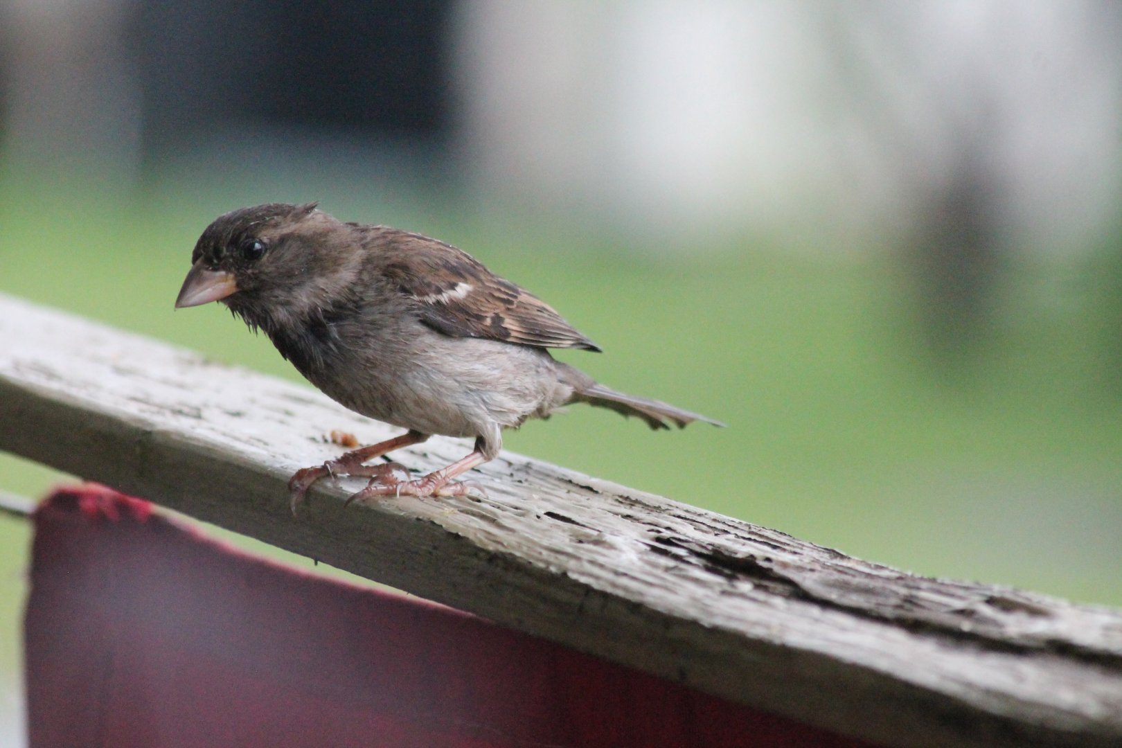 House sparrow
