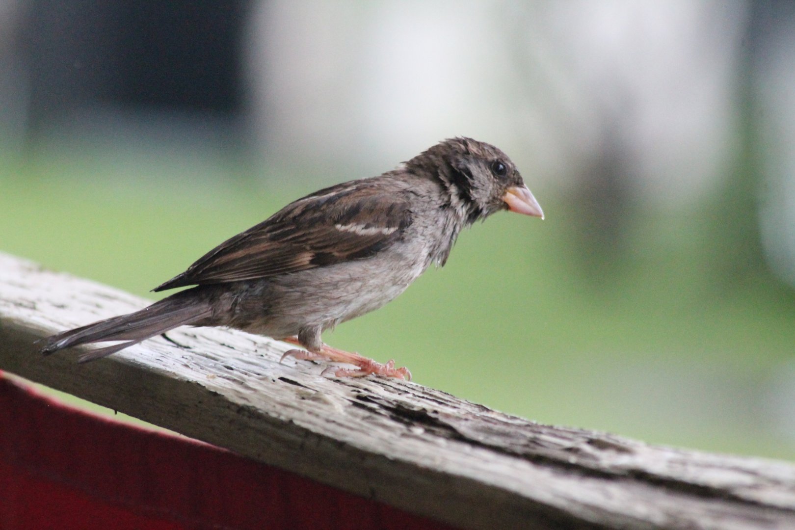 House Sparrow