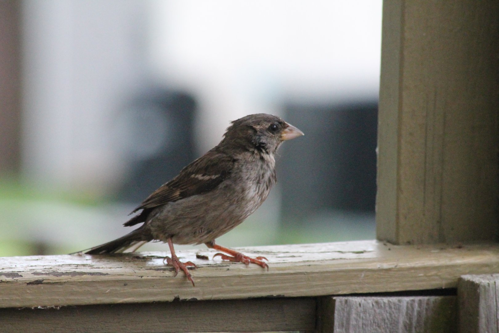 House Sparrow