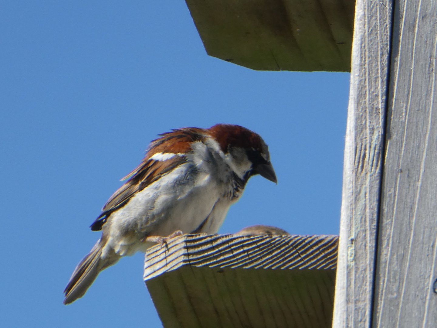 House Sparrow