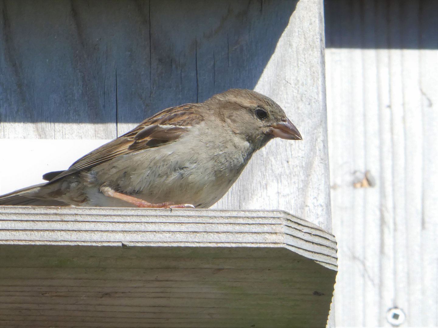 House Sparrow