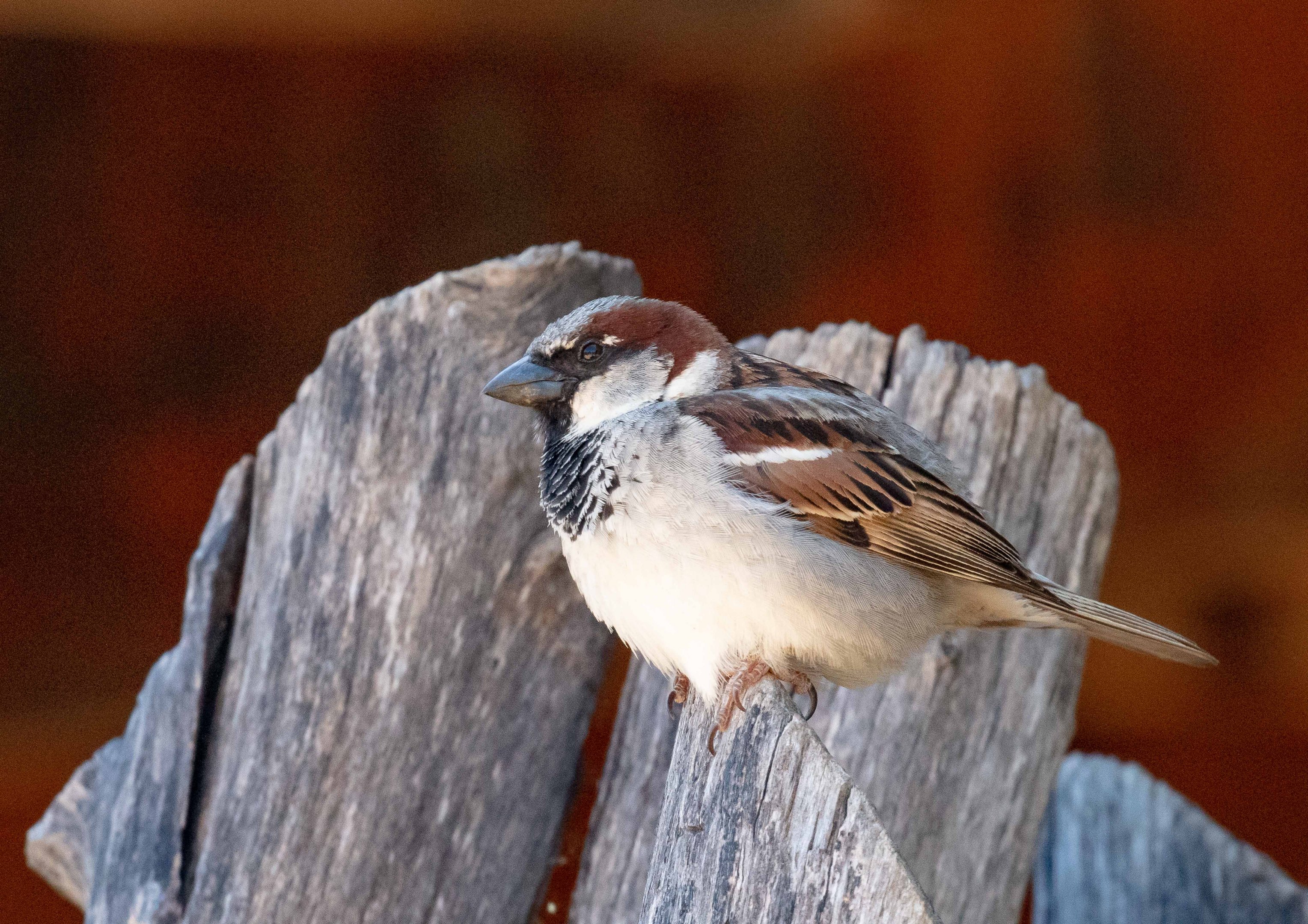House Sparrow