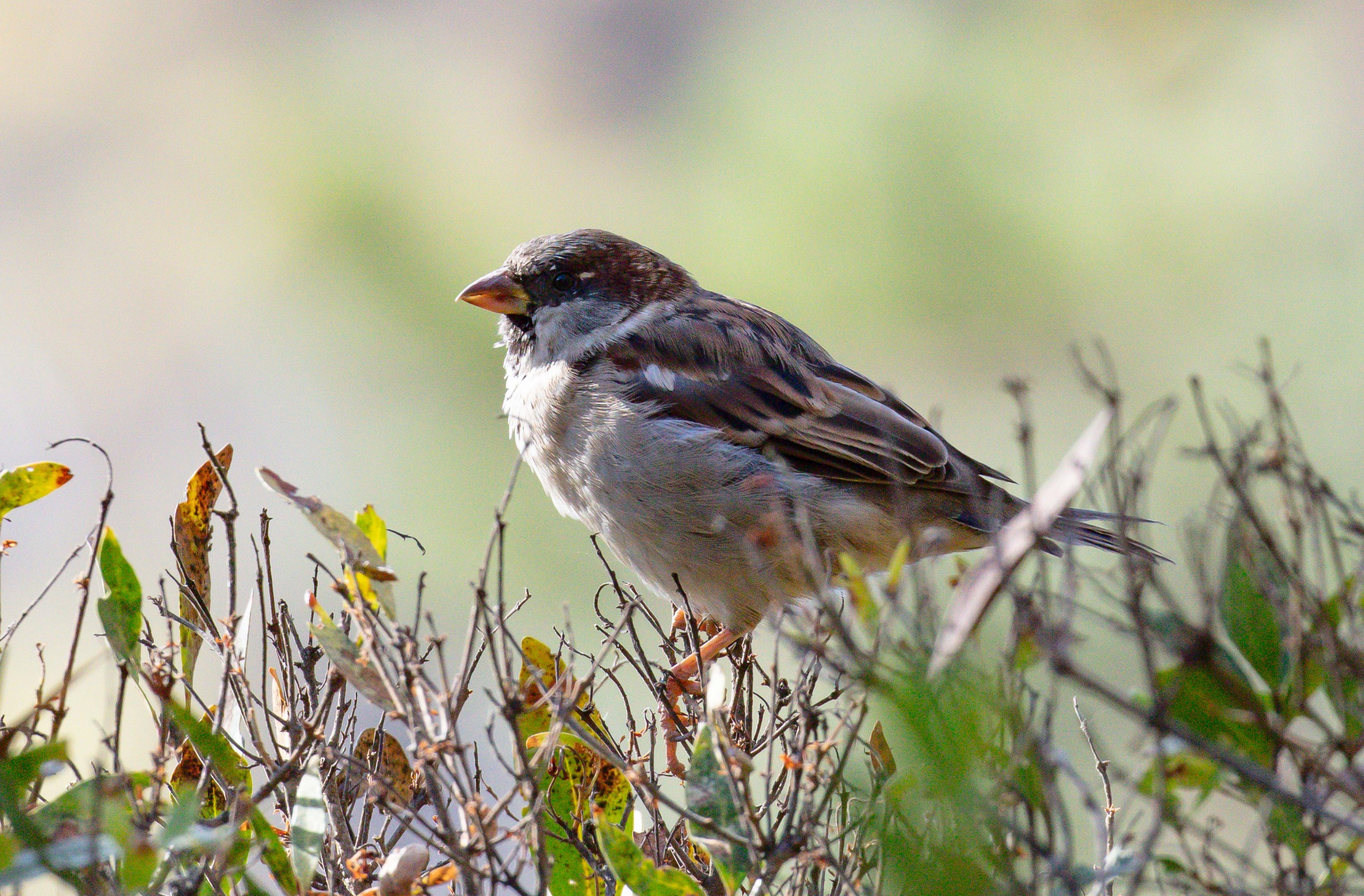 House Sparrow