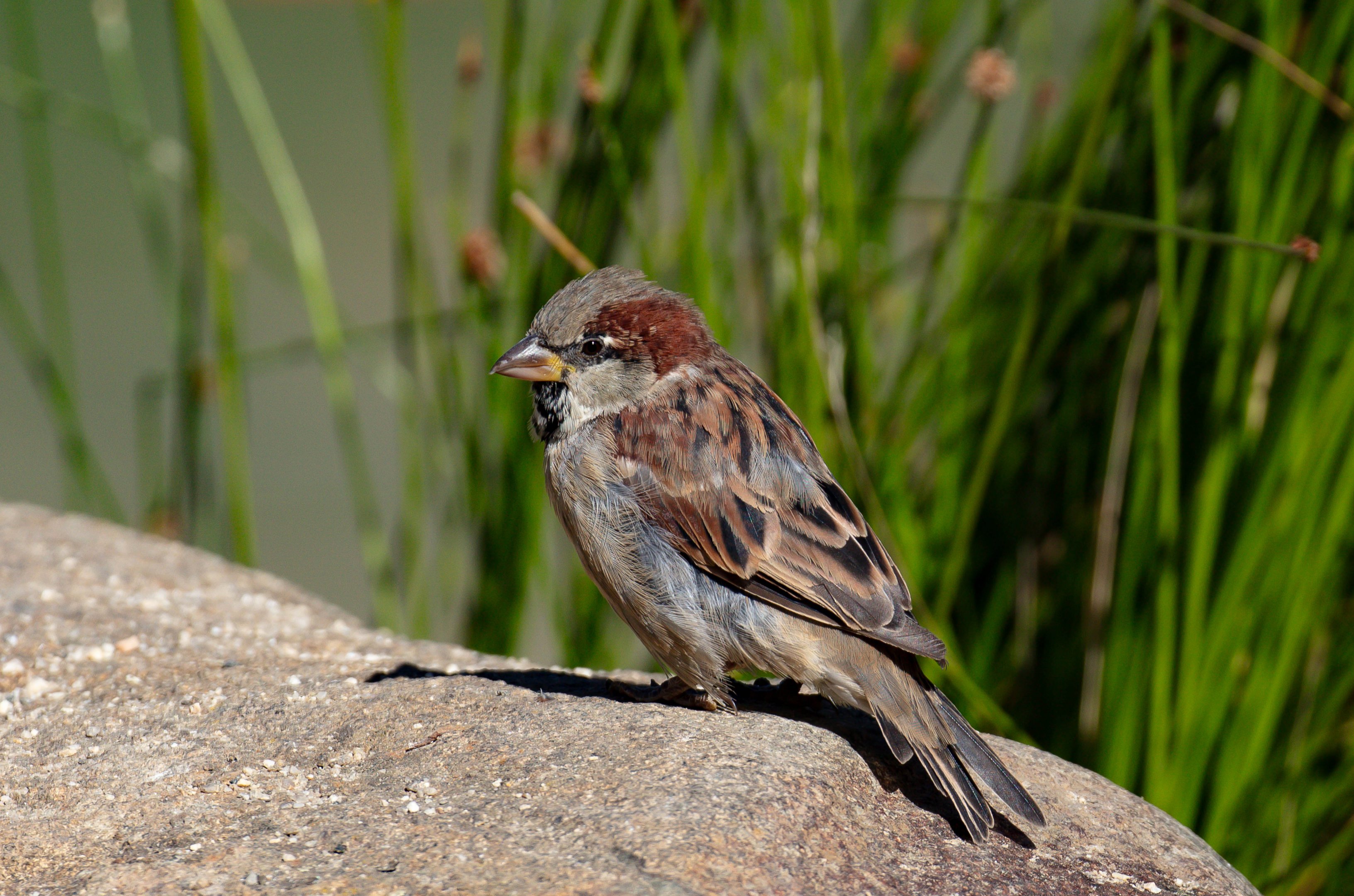 House Sparrow
