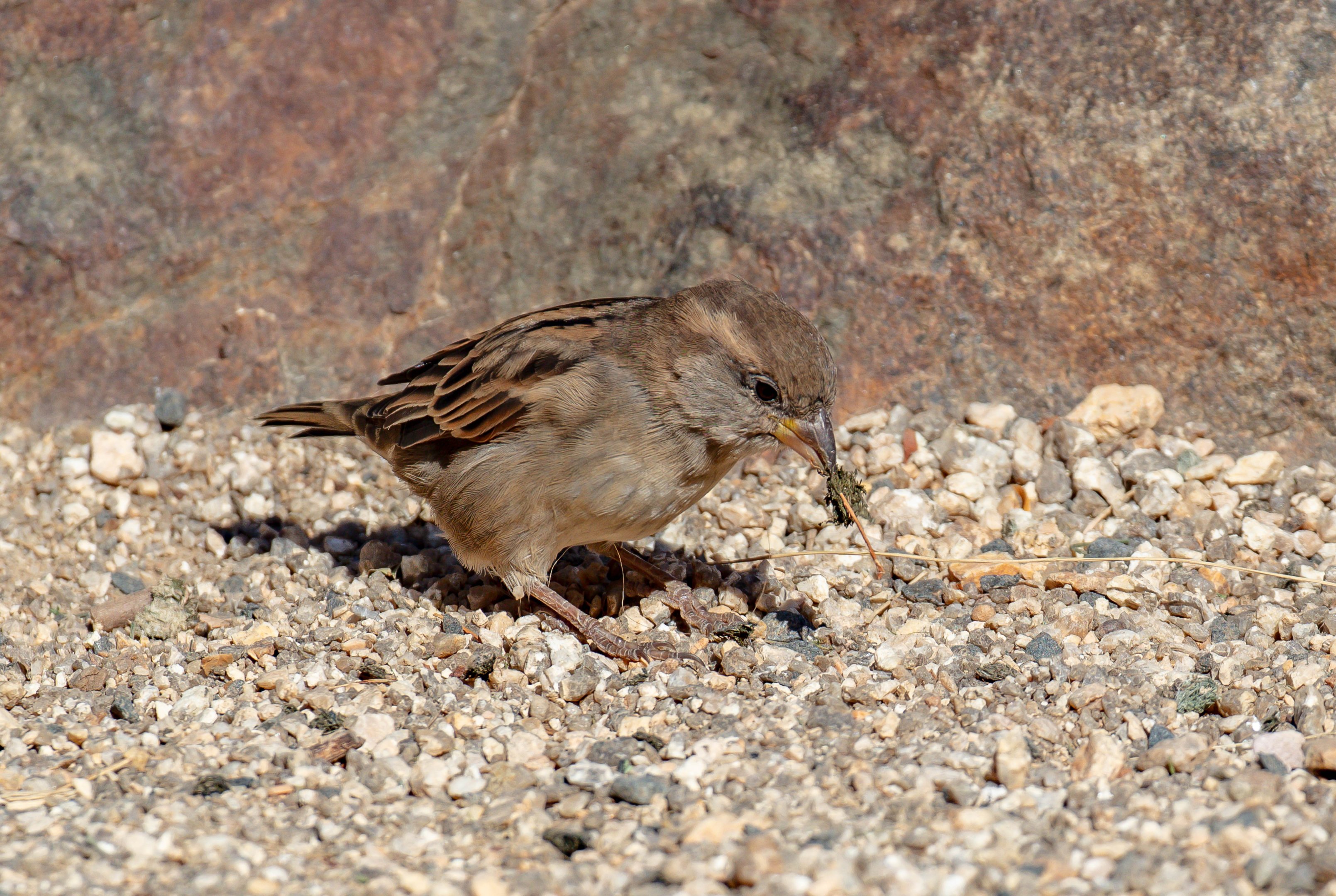 House Sparrow
