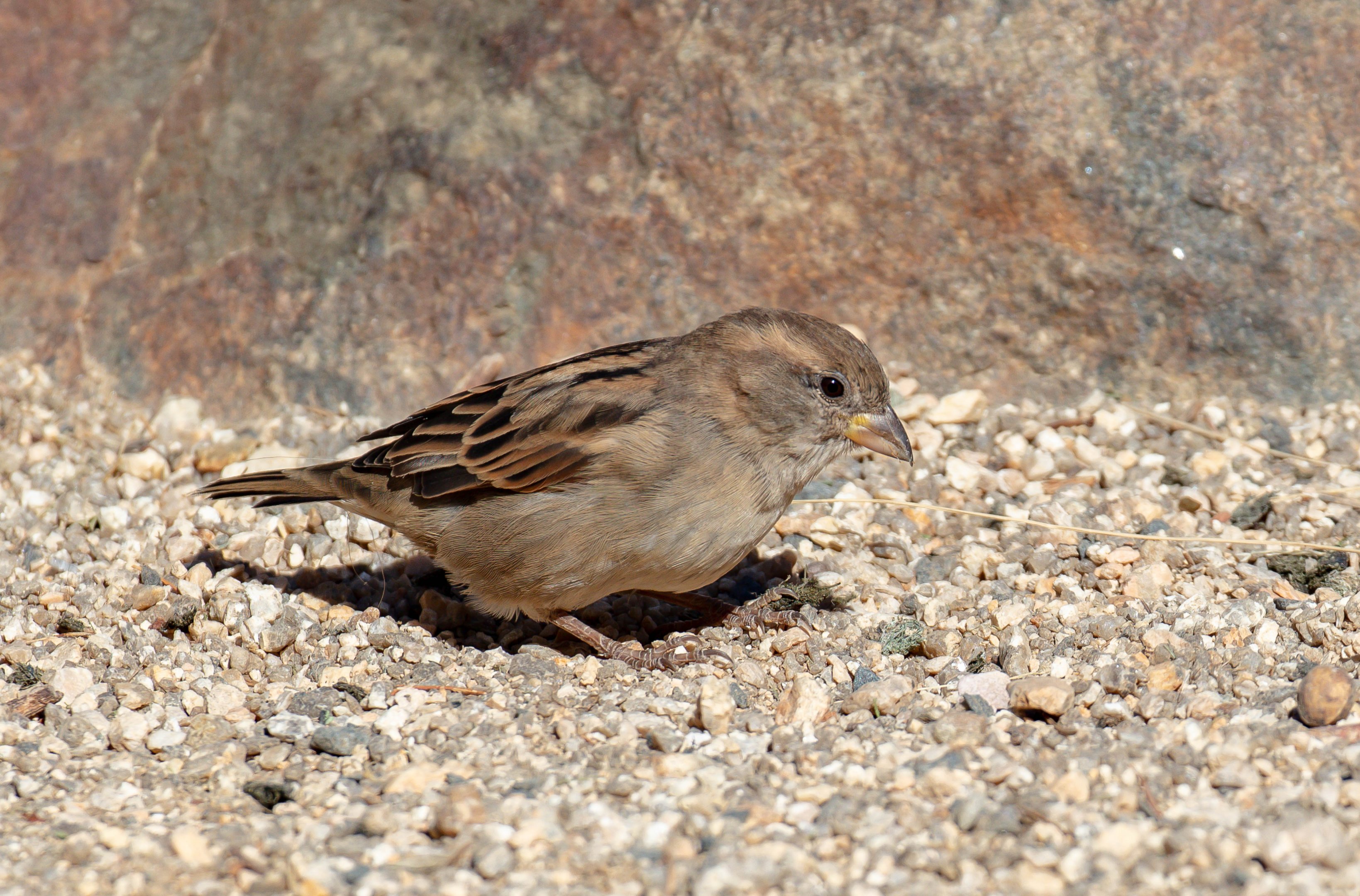 House Sparrow