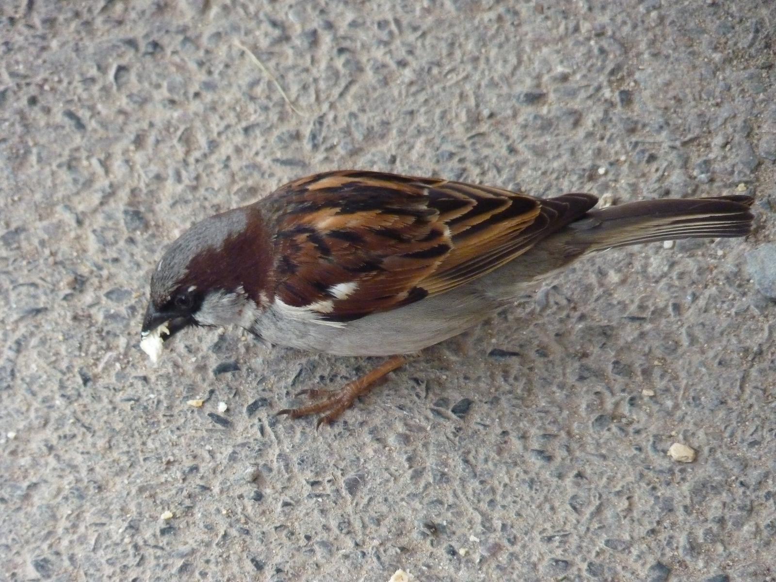 House Sparrow