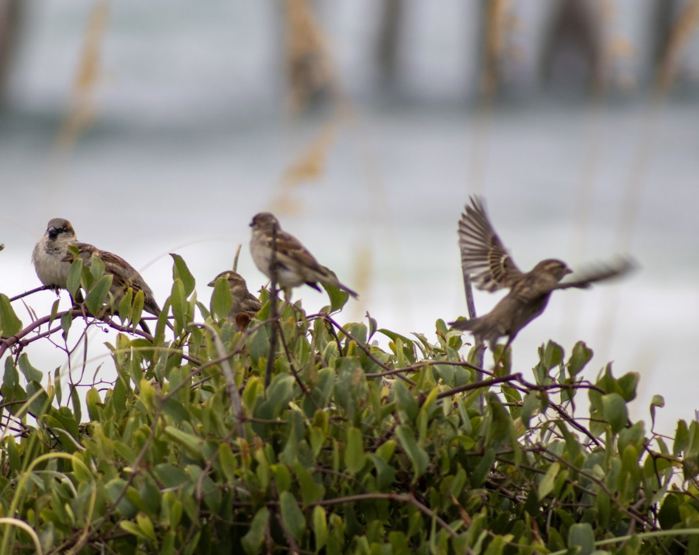 House Sparrows - Florida