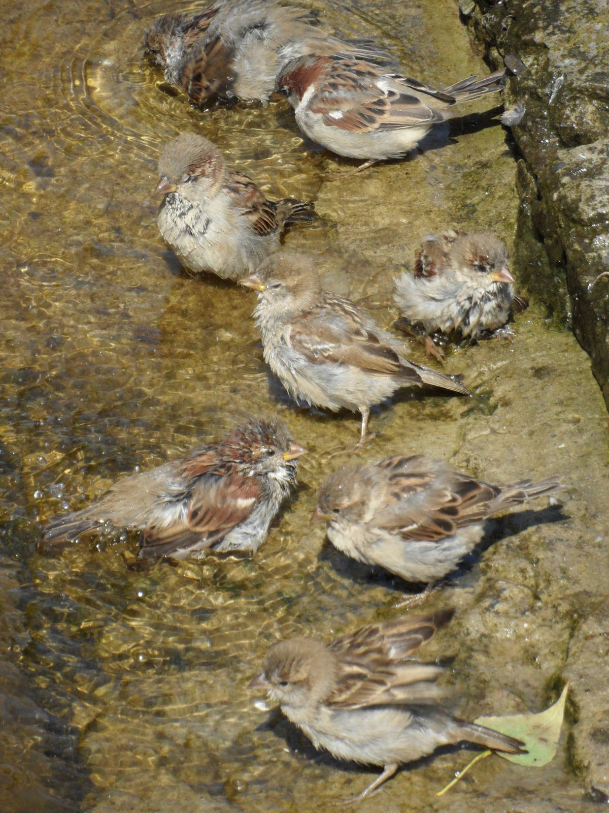 House sparrows in hippo pool