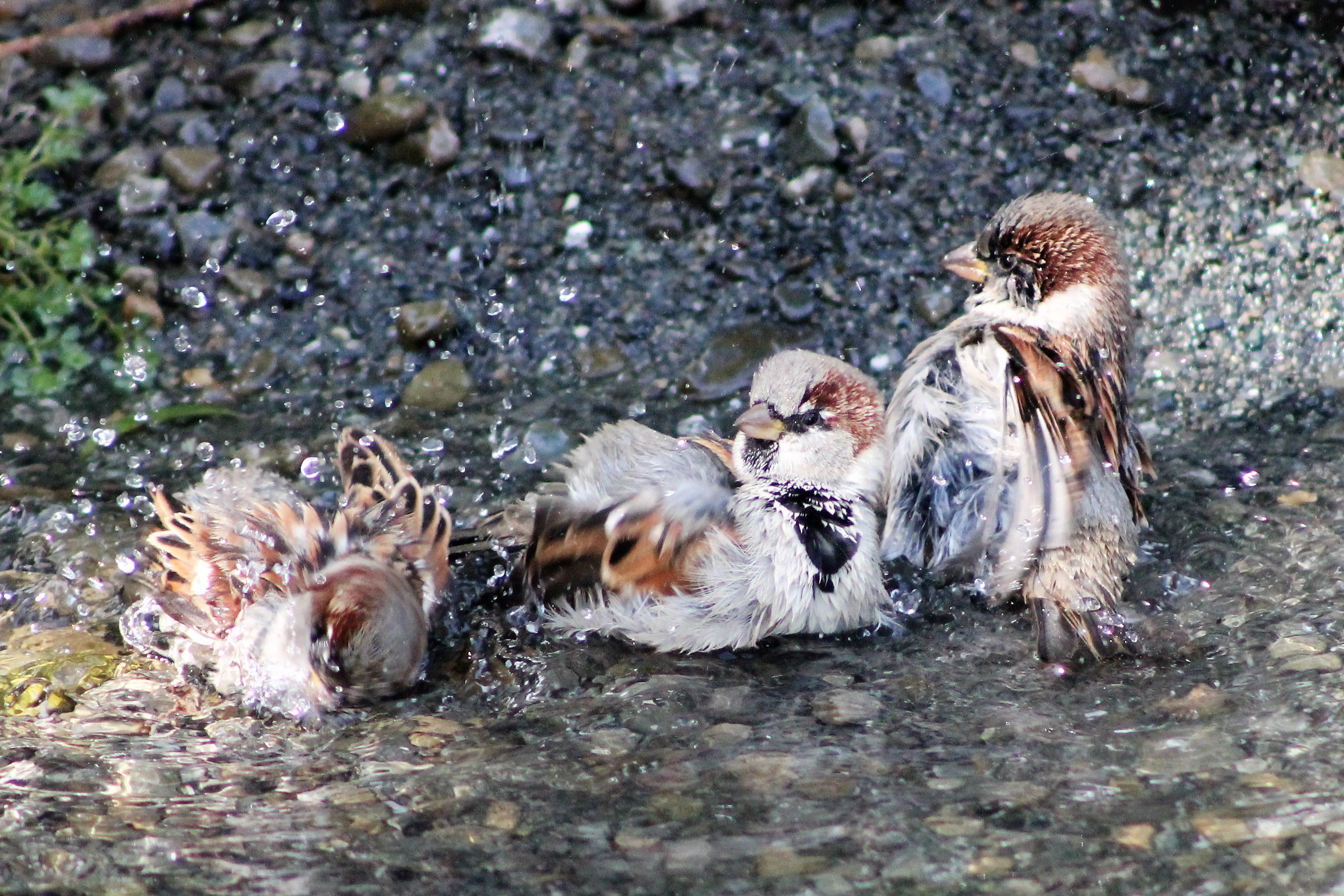 House Sparrows (Passer domesticus) bathing
