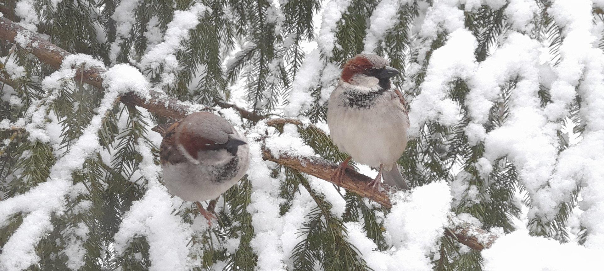 House sparrows (Passer domesticus)