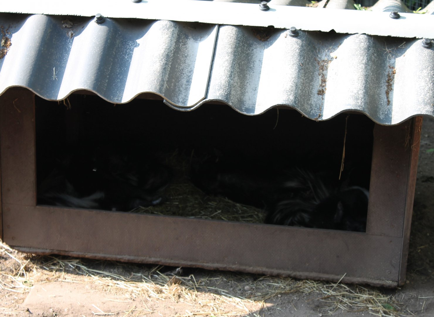 House with Skunks