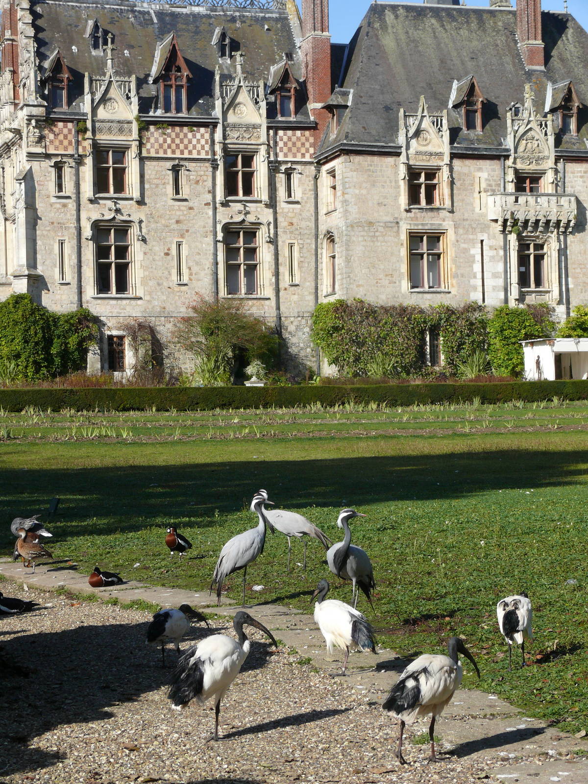 House with various birds free-ranging