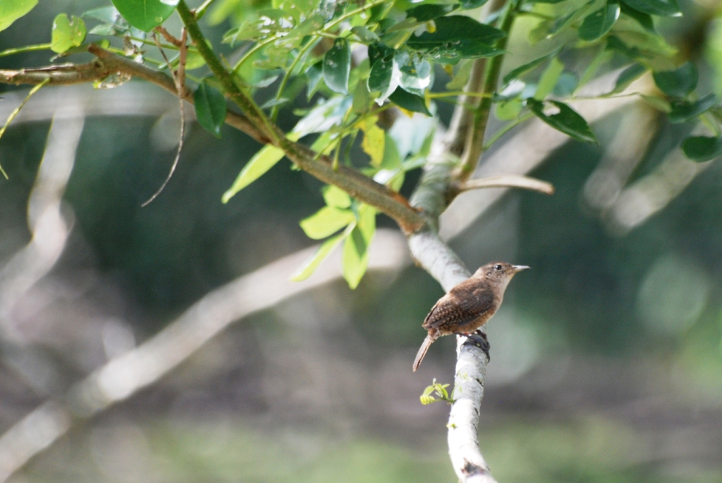 House Wren in La Fortuna, 19/04/14