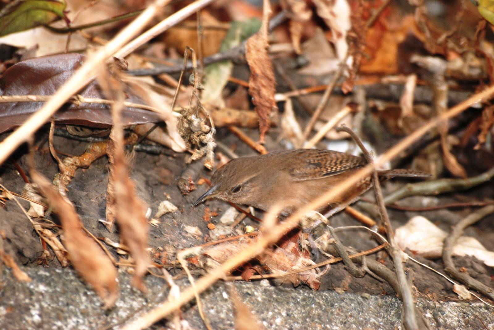 House Wren in San Jose, 12/04/14