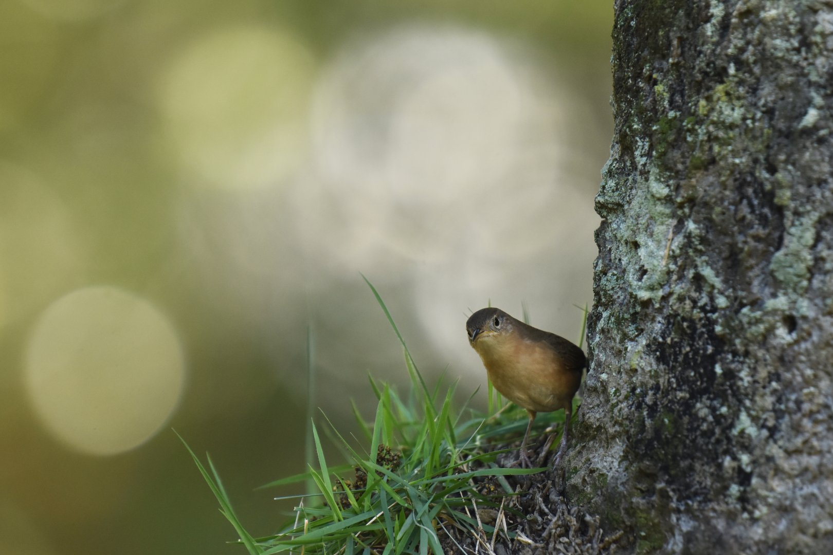 House Wren (Troglodytes aedon)