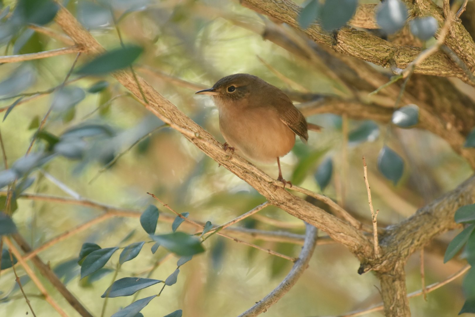House Wren (Troglodytes aedon)