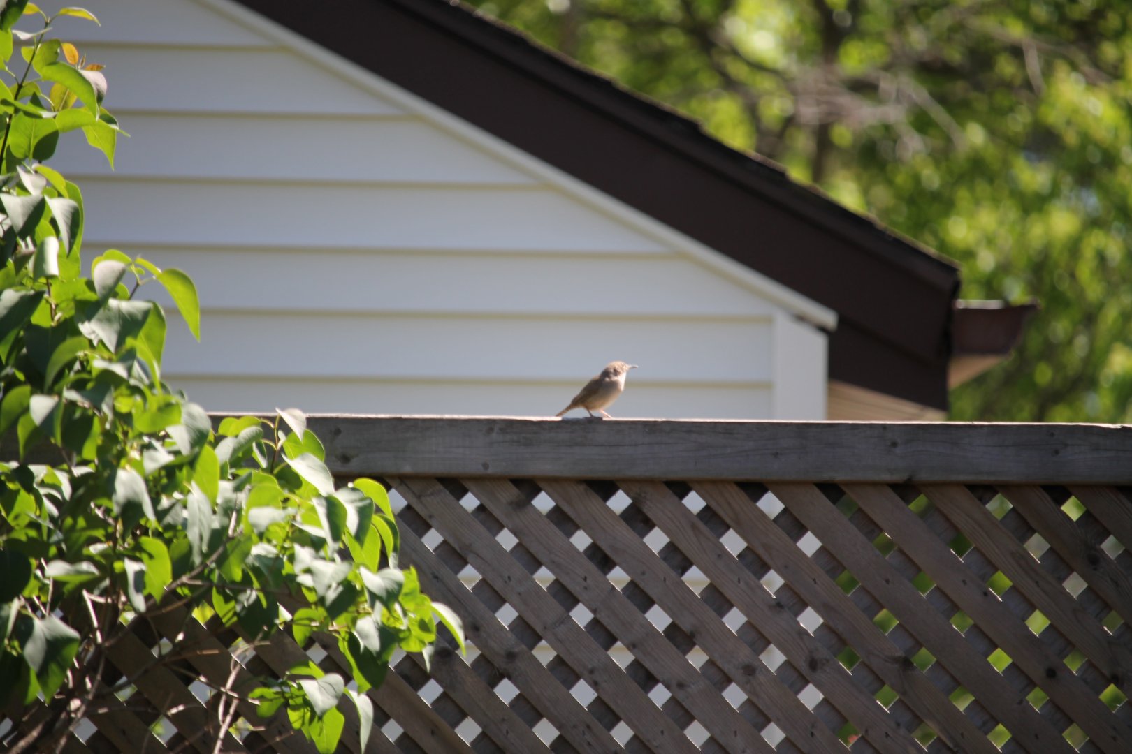 House Wren (Troglodytes aedon)