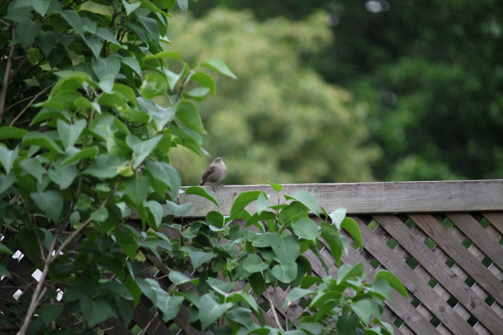 House Wren (Troglodytes aedon)