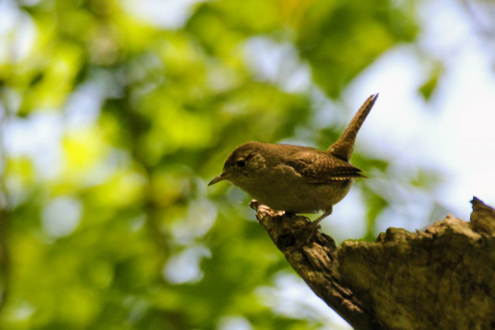 House Wren
