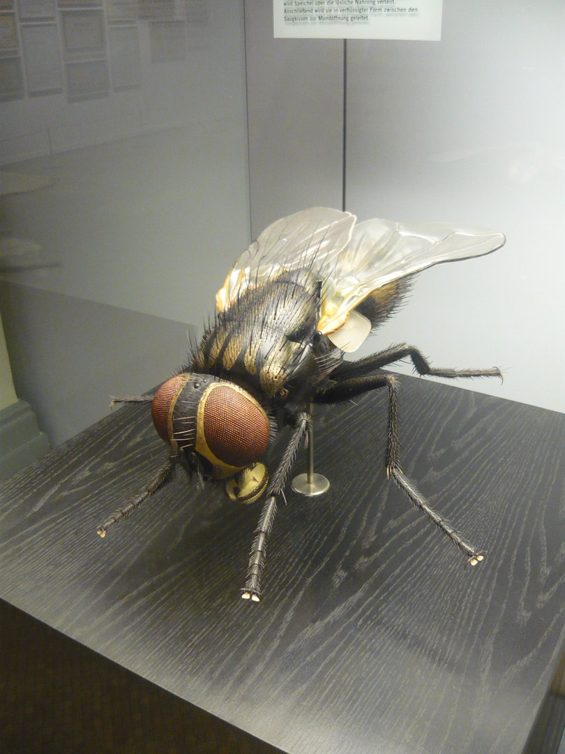Housefly model