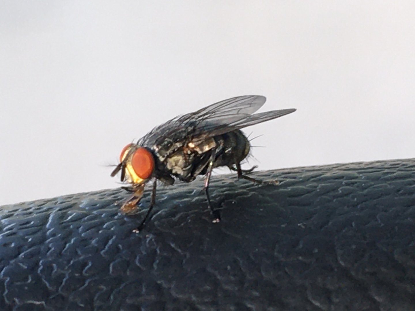 Housefly (Musca domestica)
