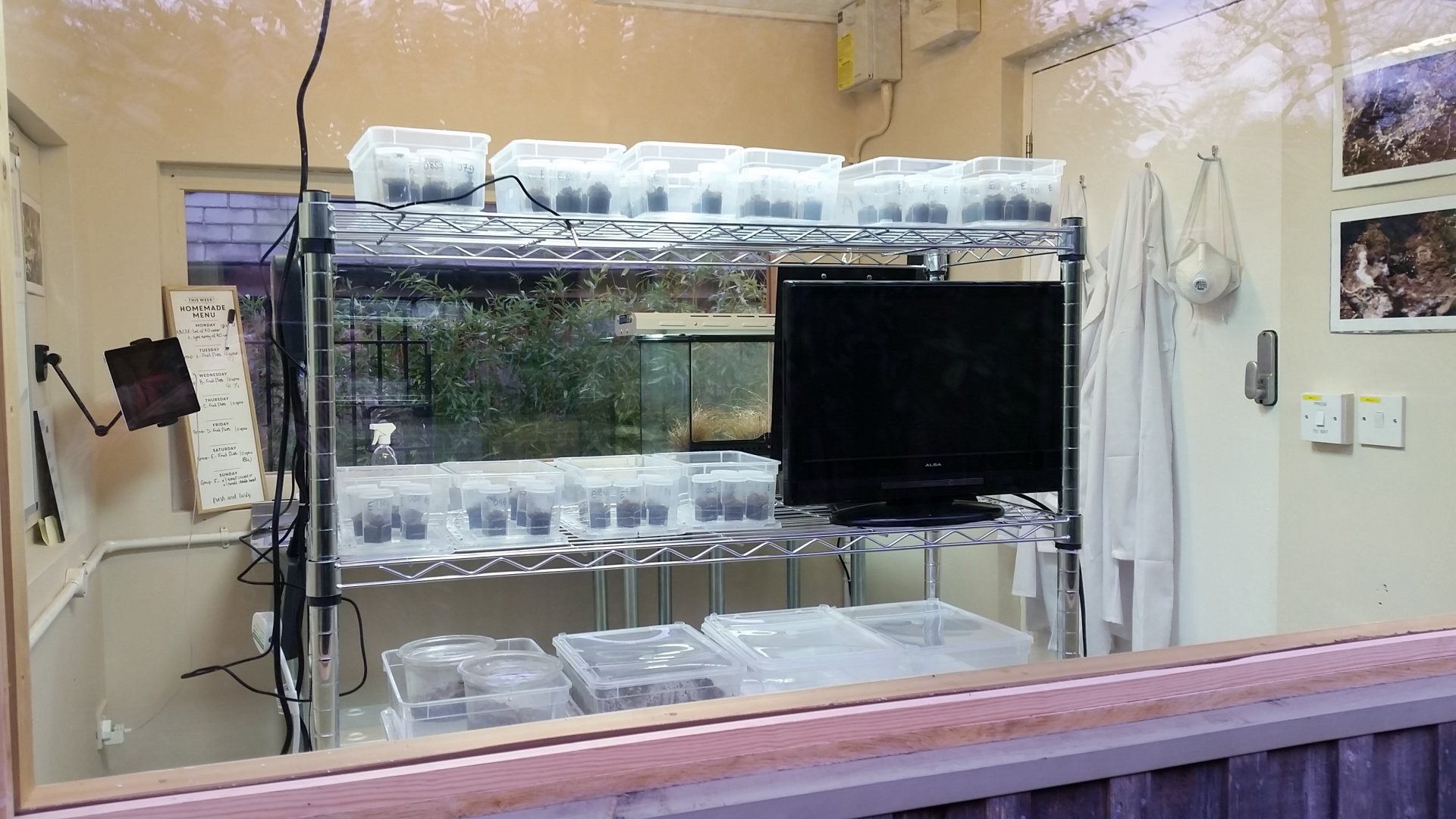 Housing for Desertas wolf spiders