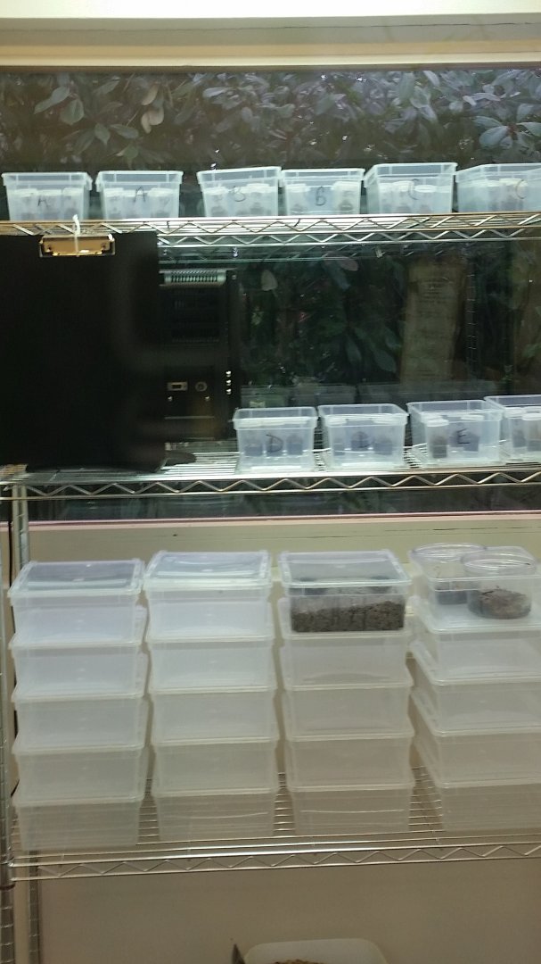 Housing for Desertas wolf spiders