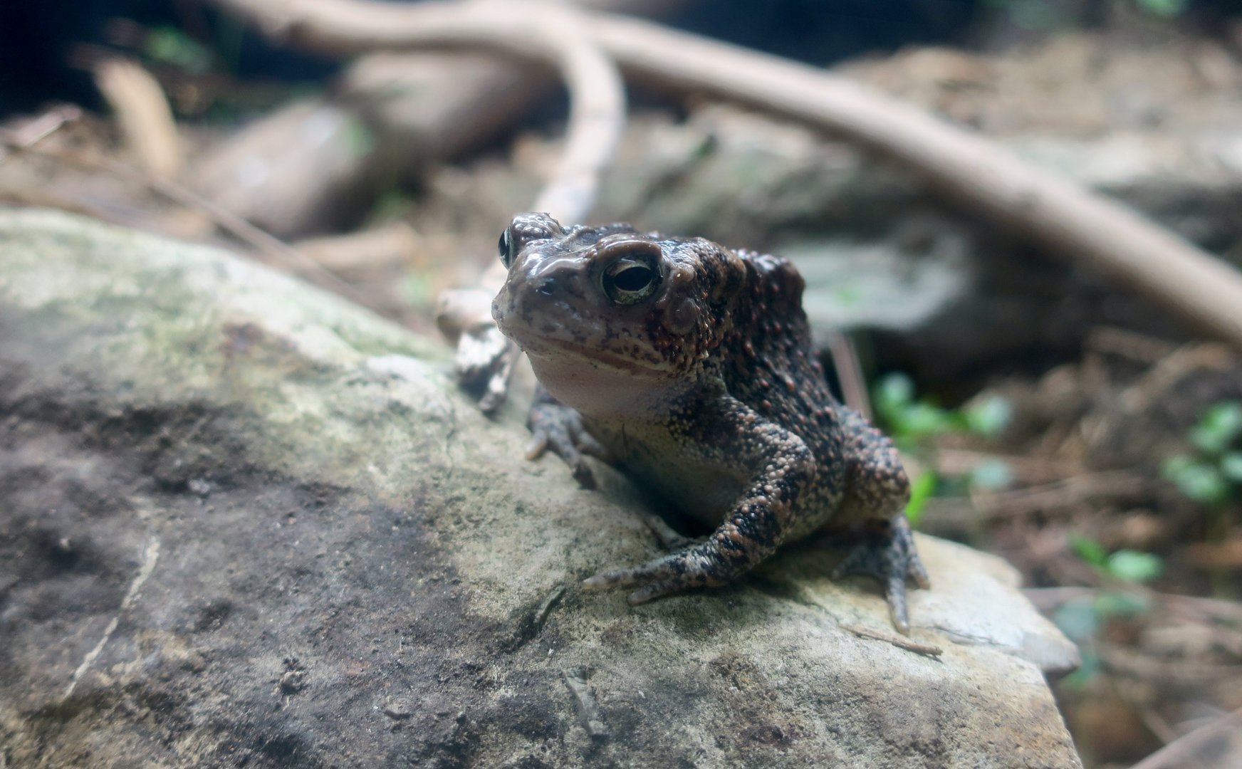 Houston Toad (Anaxyrus houstoni)