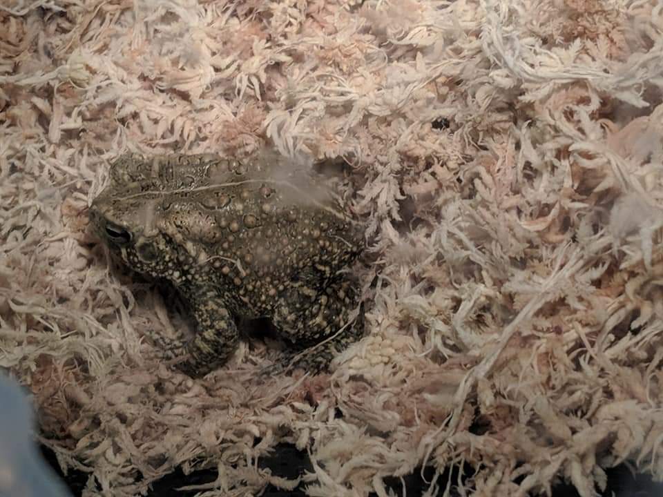 Houston toad (Bufo houstonensis)