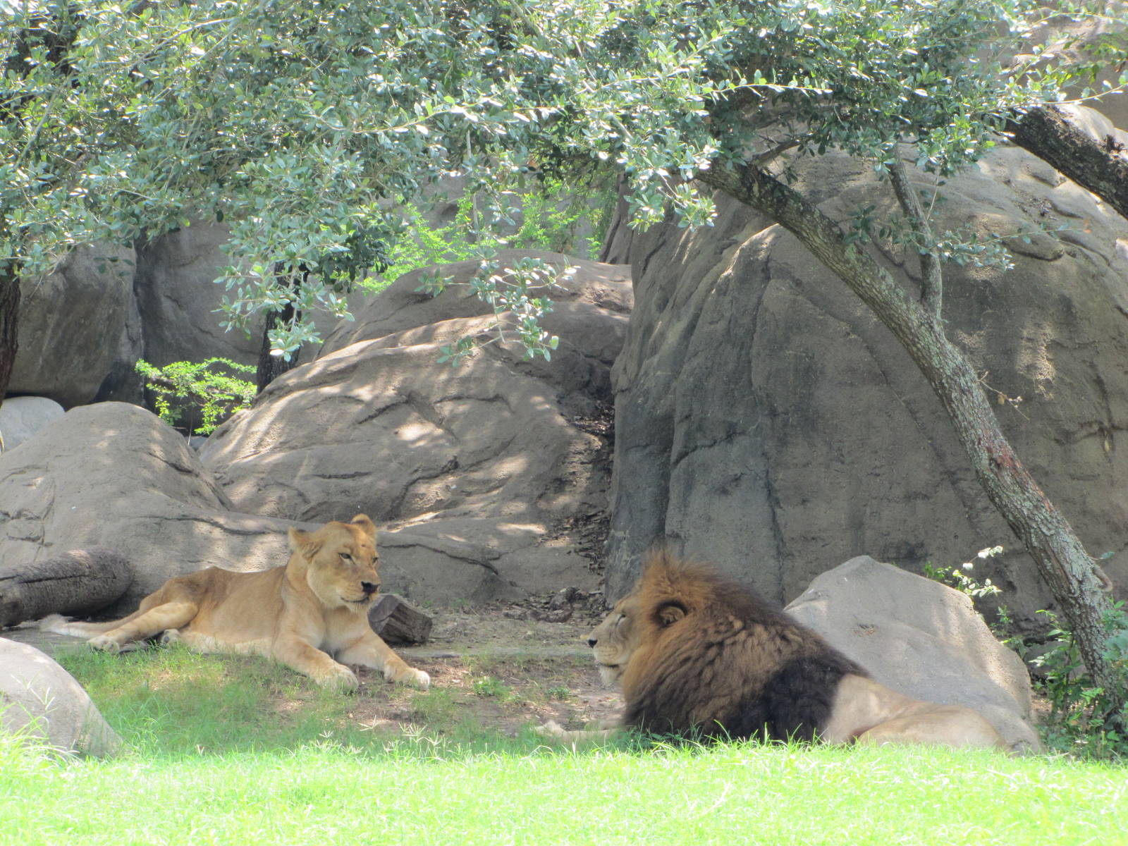 Houston Zoo 2010 - African Lion and Lioness