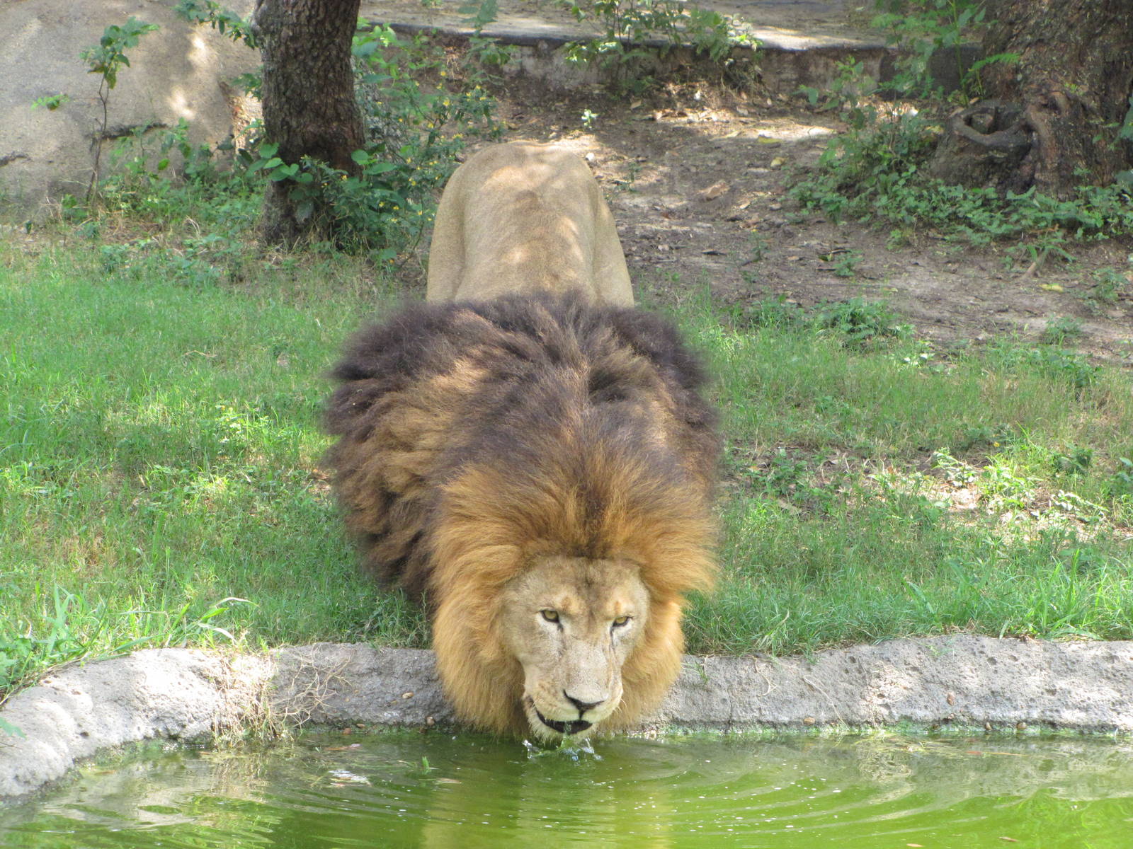 Houston Zoo 2010 - African Lion Jonathan
