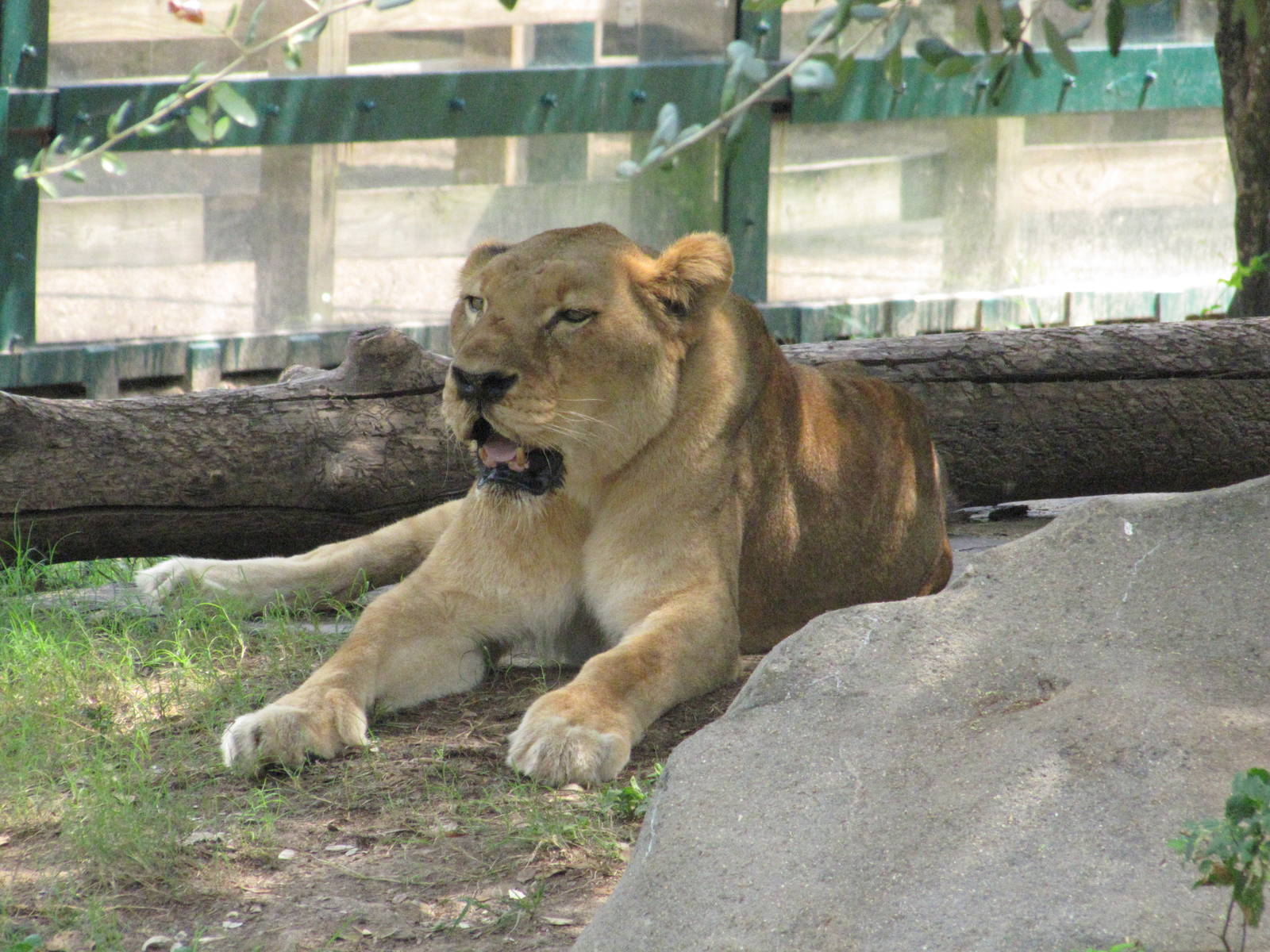 Houston Zoo 2010 - African Lioness